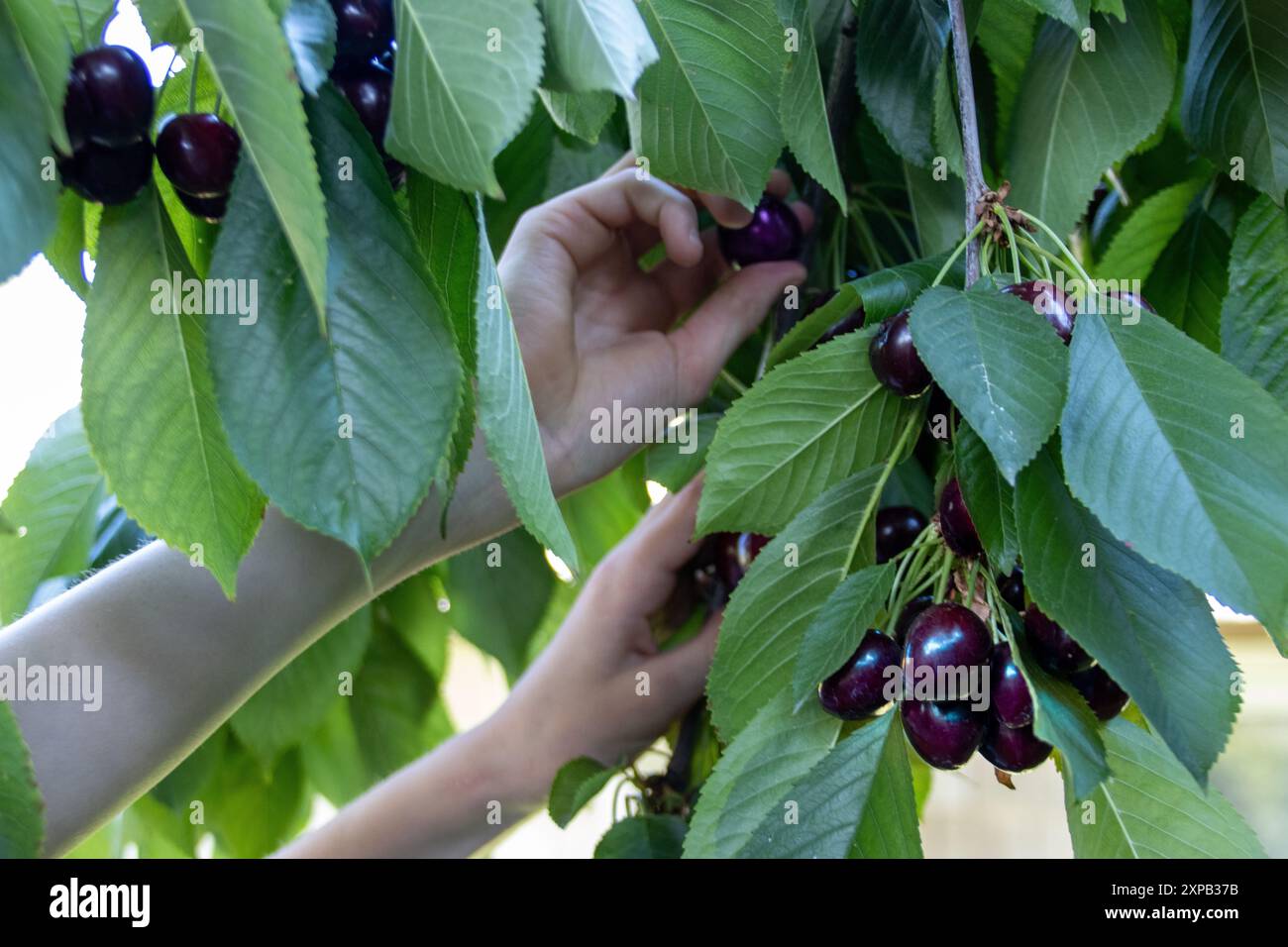 I giovani raccolgono ciliegie mature da un albero, circondati da foglie verdi Foto Stock