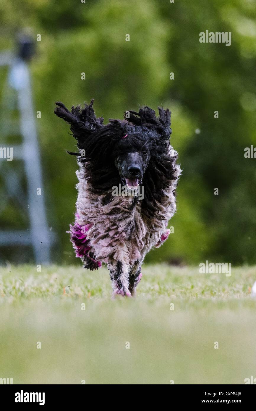 Sport per cani da corsa tradizionale con spaghetti standard Foto Stock