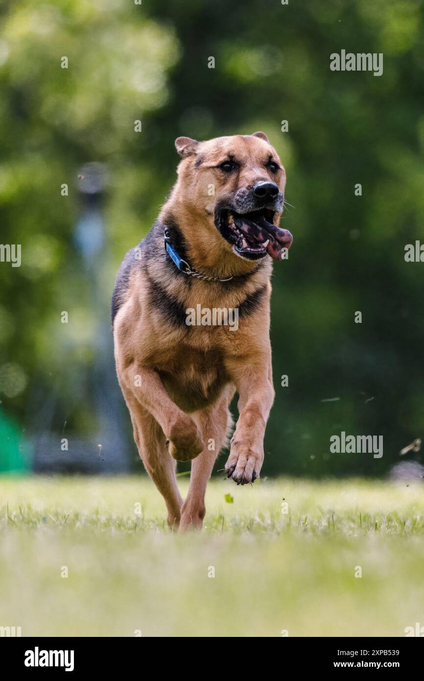 Pastore tedesco di razza mista Muta dog running Lure Course dog sport Foto Stock