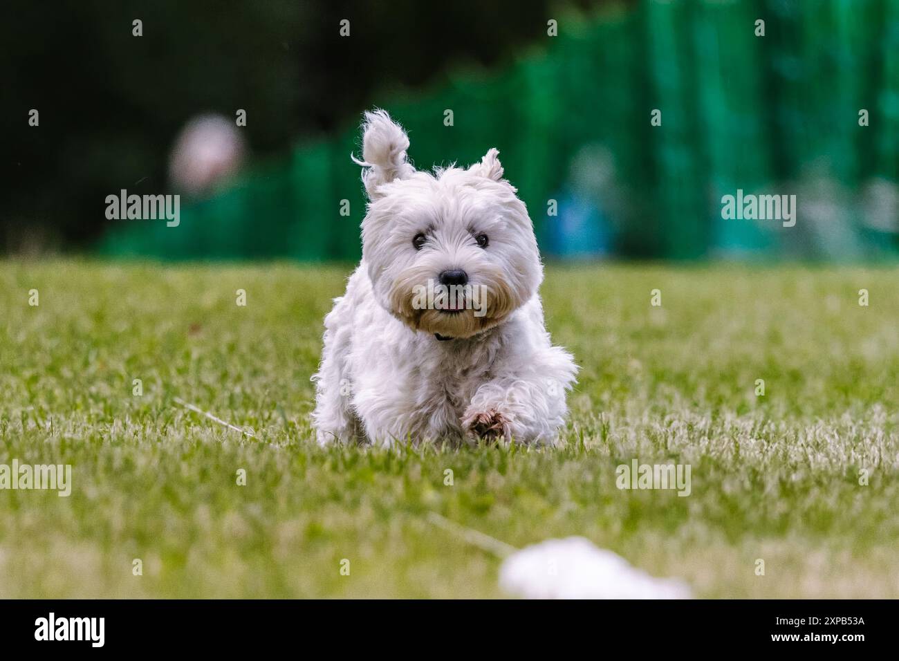West Highland, White Terrier, westie, corsa per cani e sport per cani Foto Stock
