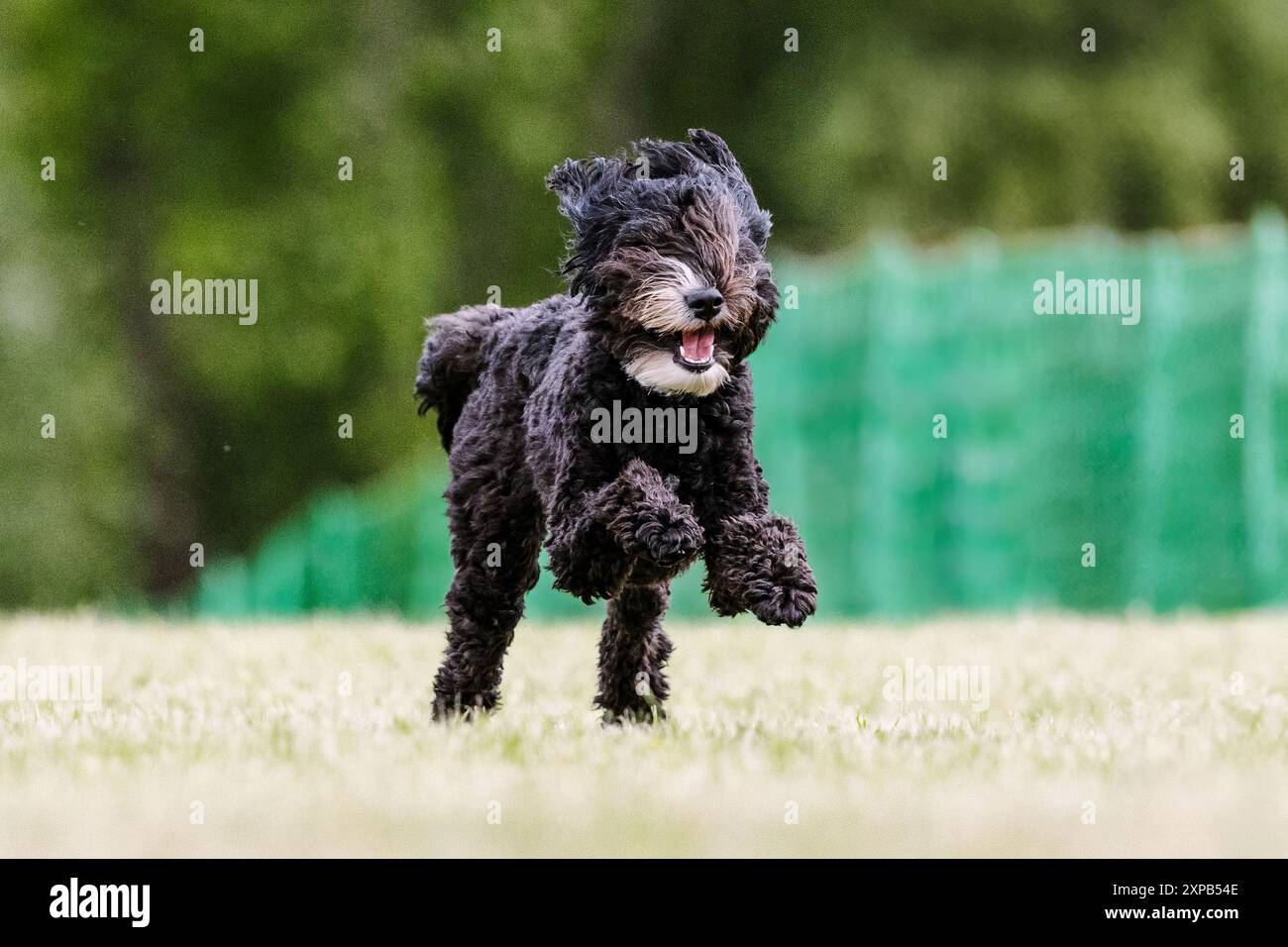 Poodle Mixed Breed Doodle Dog Running Lure Course dog sport Foto Stock