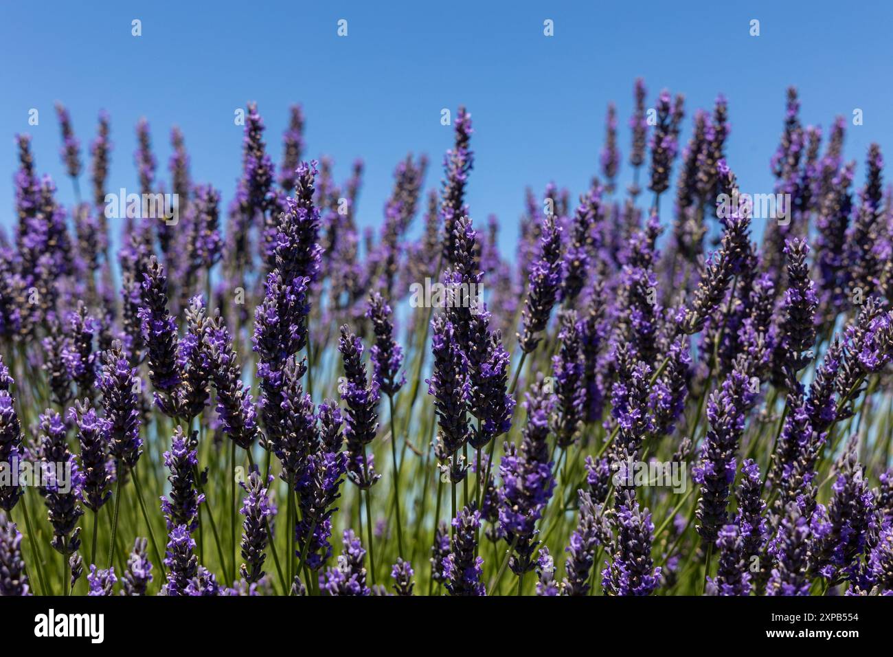 Lavanda (Lavandula) in piena fioritura sotto un cielo azzurro Foto Stock