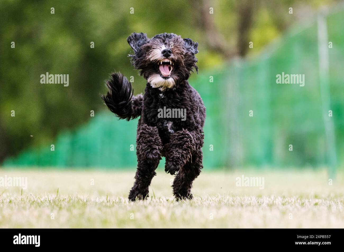 Poodle Mixed Breed Doodle Dog Running Lure Course dog sport Foto Stock