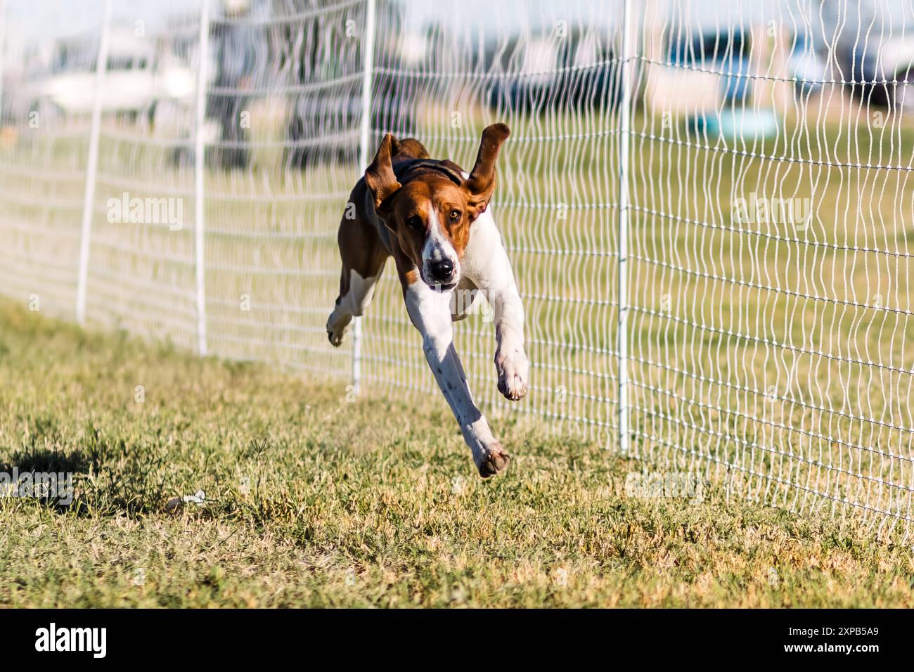 American Foxhound Dog Running e sport per cani Foto Stock