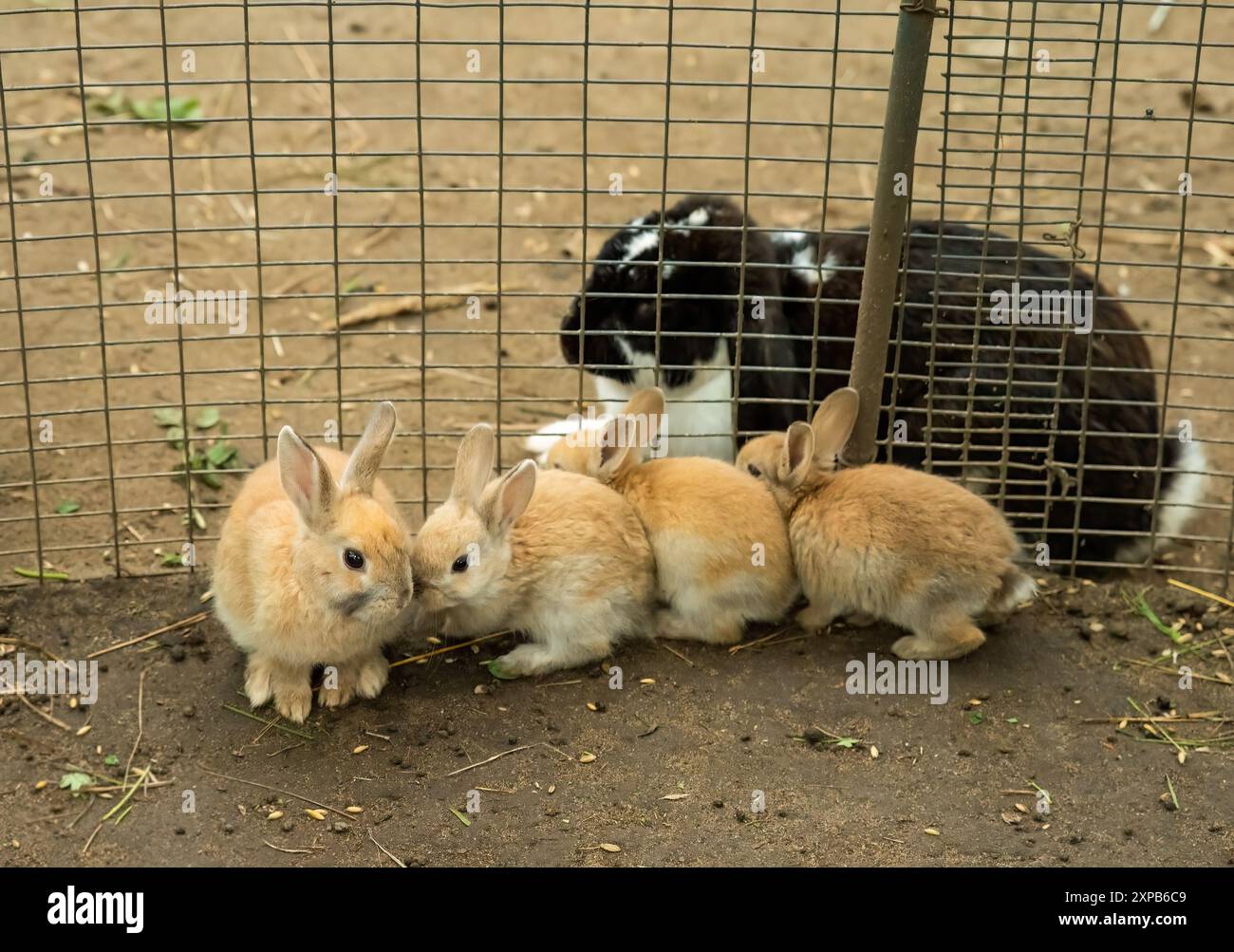 Il coniglio Lop francese bianco e nero con piccoli conigli domestici (Oryctolagus cuniculus domesticus) Foto Stock