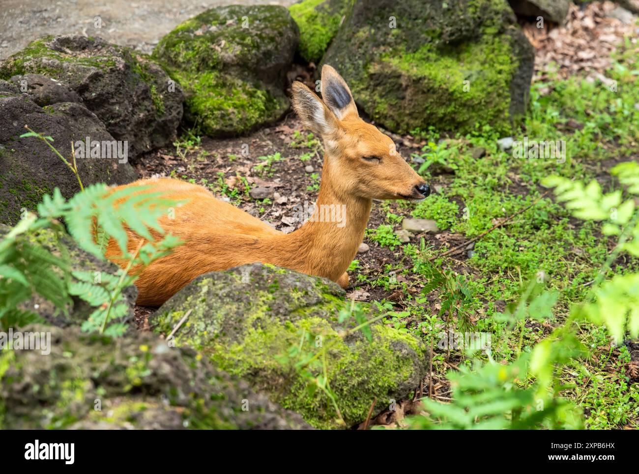 Il capriolo siberiano, il capriolo orientale o il capriolo asiatico (Capreolus pygargus) nell'estremo Oriente russo Foto Stock