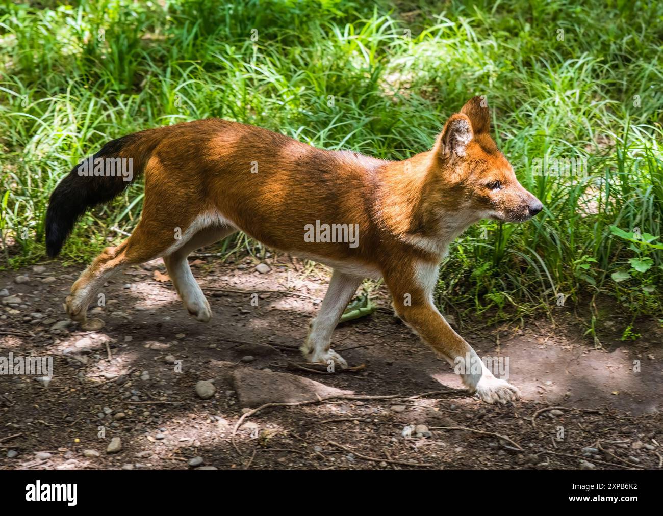 Il cuon alpinus (cuon alpinus) lupo rosso che cammina nell'estremo Oriente russo Foto Stock