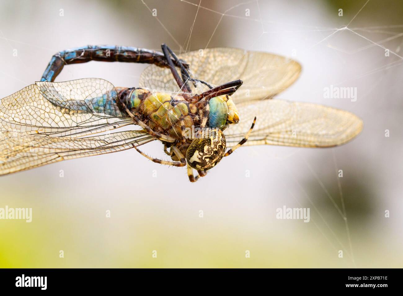 Spider che mangia la sua vittima, libellula, sfondo pulito Foto Stock