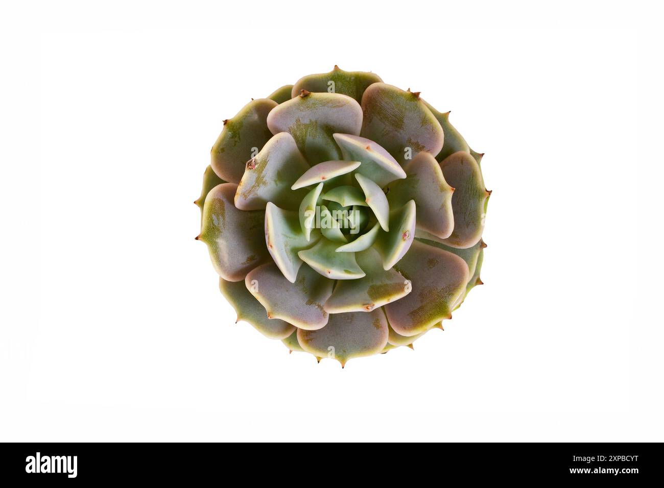 Vista dall'alto della pianta succulenta di Echeveria Pollux su sfondo bianco. Intelligenza artificiale generativa Foto Stock