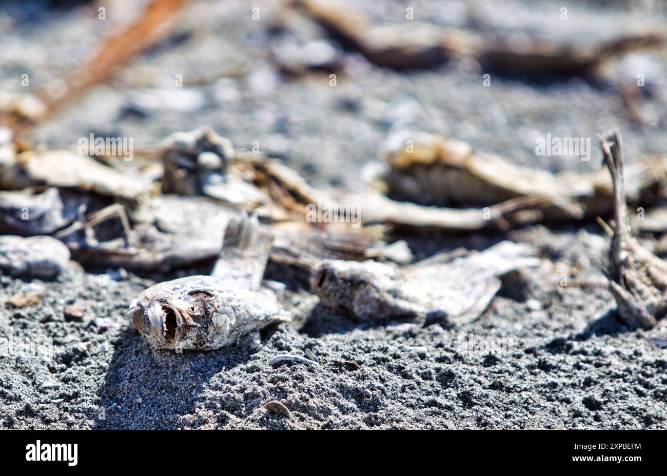 Pesce morto in putrefazione nel Mare di Salton, California, Stati Uniti Foto Stock