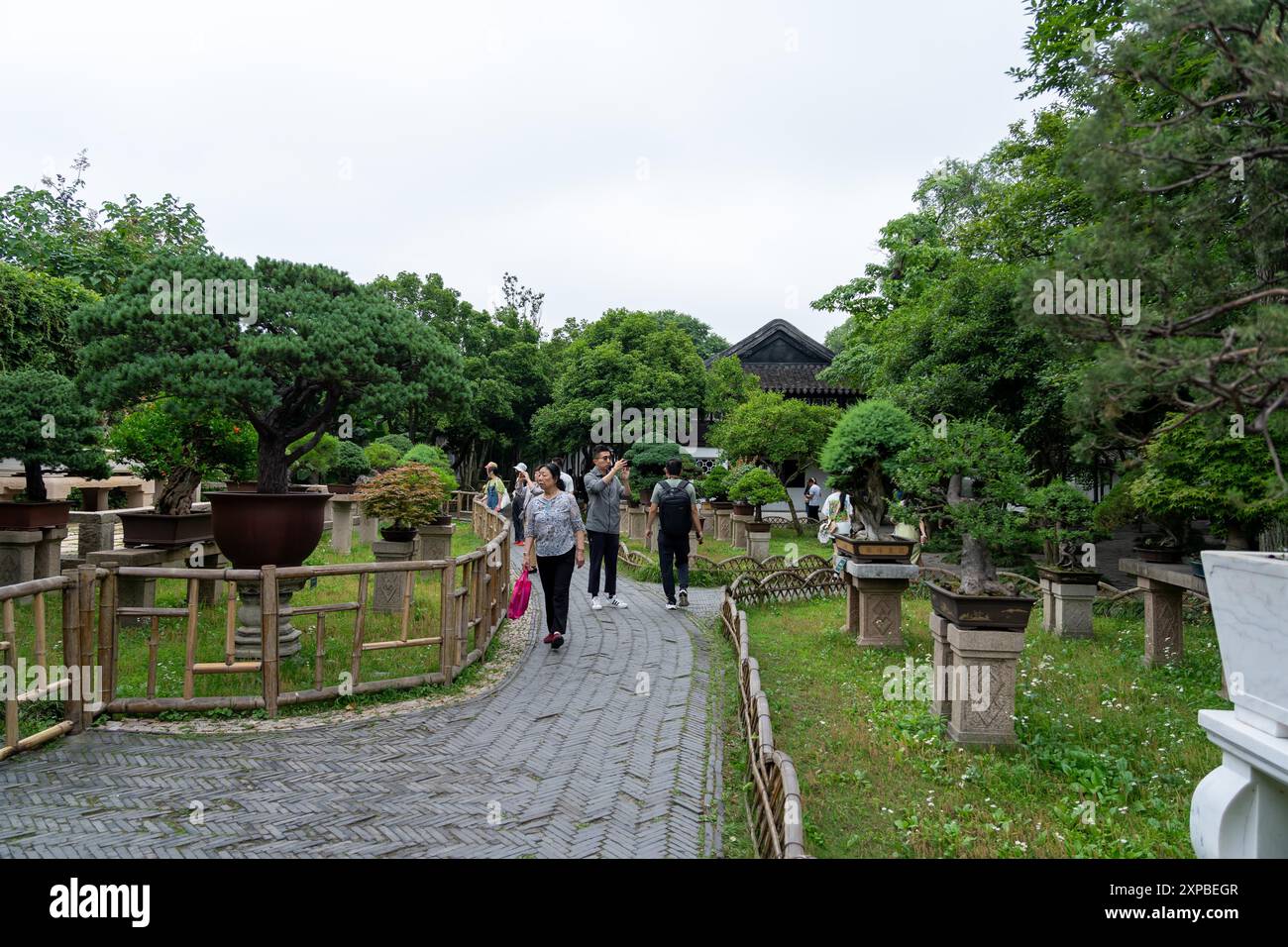 Suzhou, Cina - 11 giugno 2024: Un sentiero in pietra fiancheggiato da recinzioni di bambù si snoda attraverso un lussureggiante giardino cinese. I visitatori passeggiano tra gli alberi di bonsai in vasi, Foto Stock