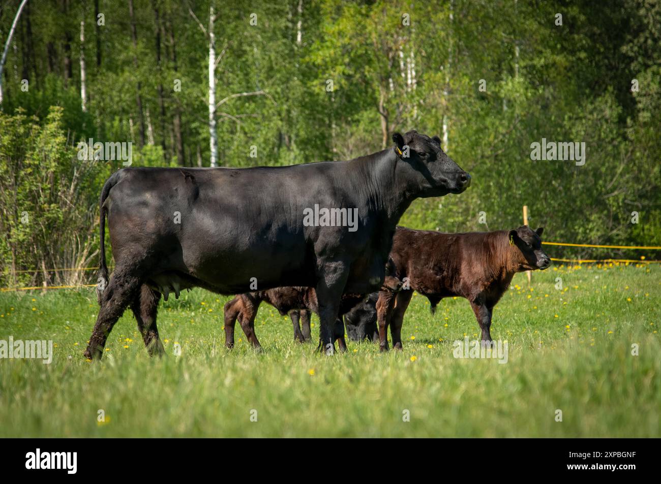 Mucca angus nera e vitello in piedi nell'erba Foto Stock