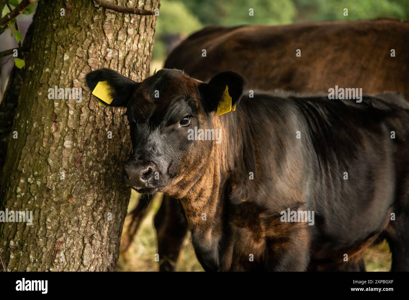 Ritratto della testa di toro di vitello Black angus, prato del paddock Foto Stock