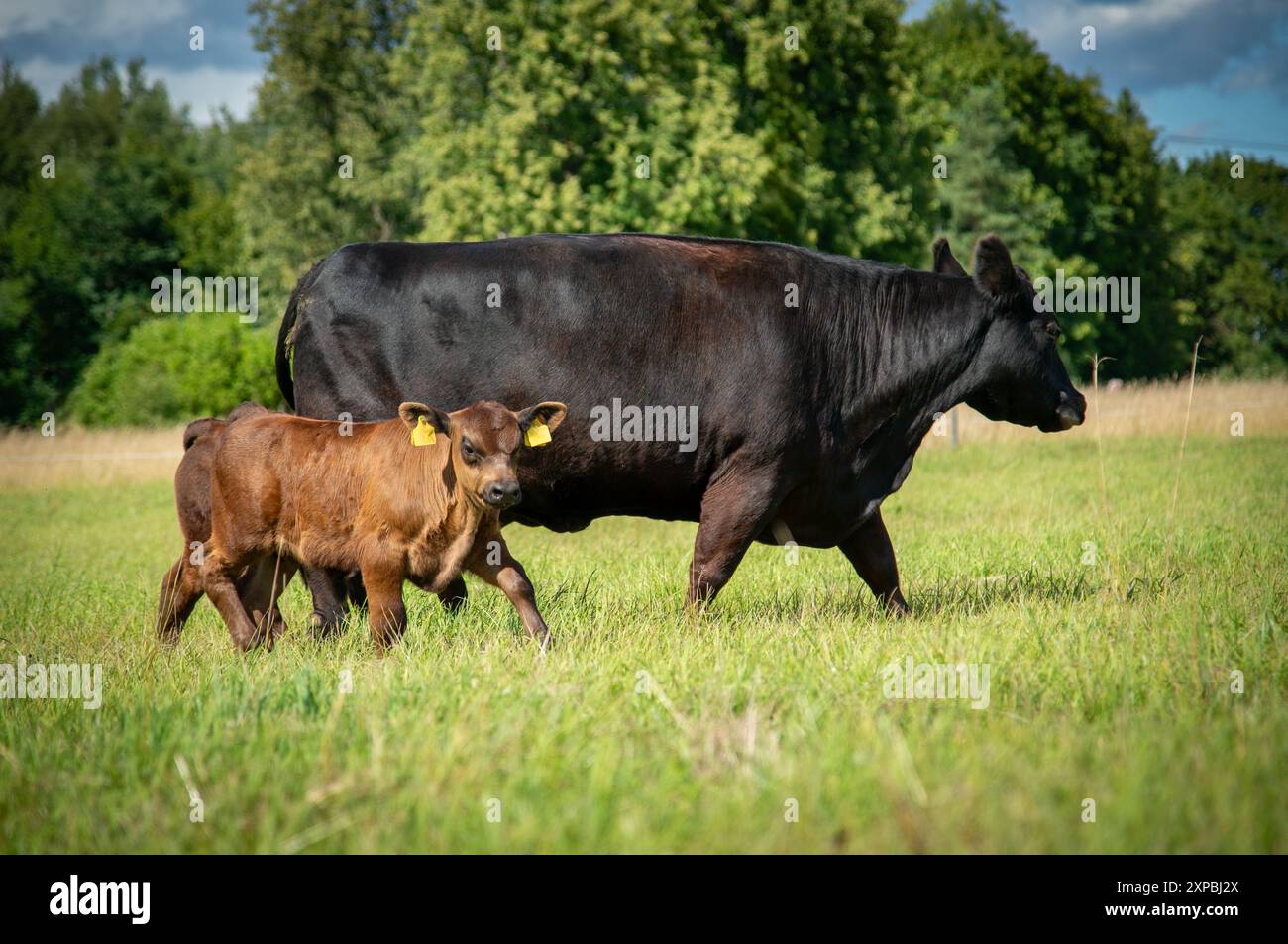 Mucca nera angus e vitello che camminano nell'erba Foto Stock