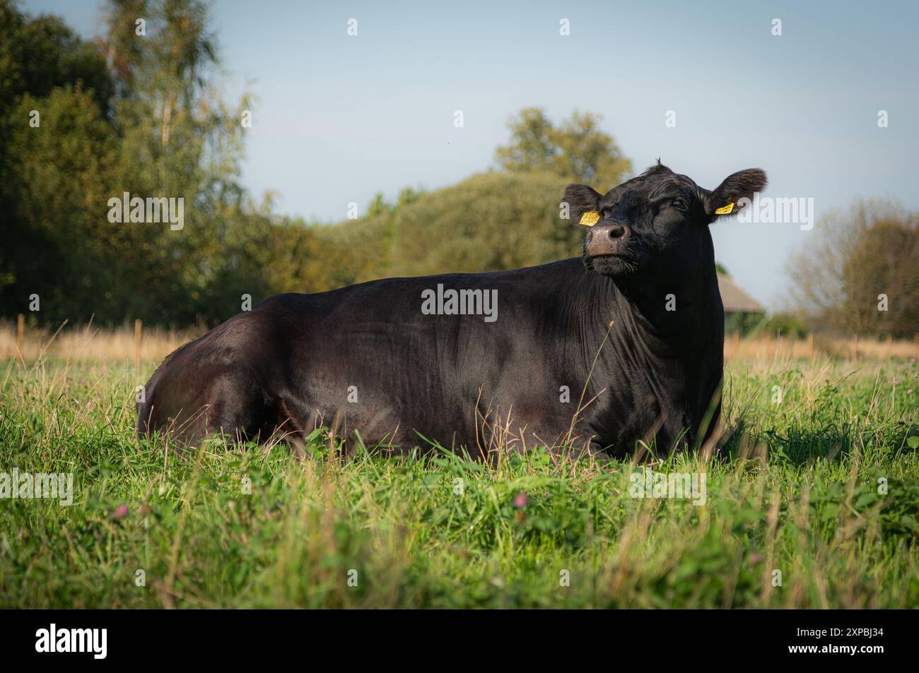 Mucca angus nera giace nell'erba il giorno d'estate Foto Stock