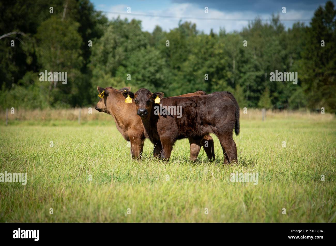 Mucca angus nera e vitello sul prato Foto Stock