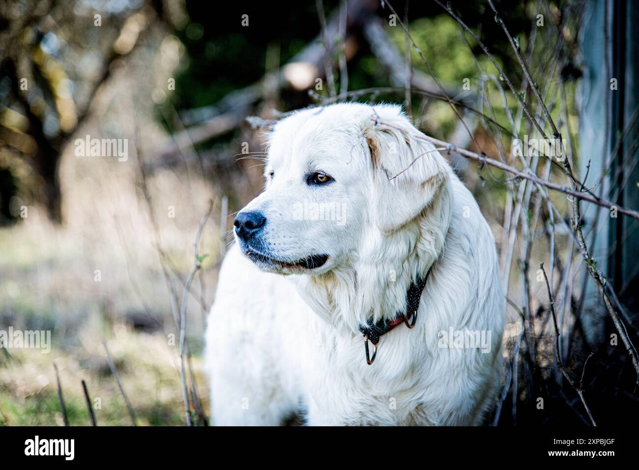 Ritratto del cane slovacco Cuvac all'inizio della primavera, look da cane guardiano Foto Stock