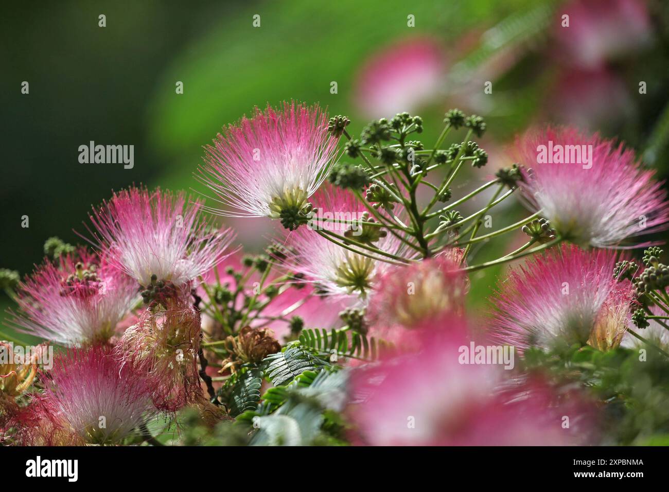 Pennello rosa e bianco Albizia julibrissin, l'albero di seta persiana, l'albero di seta rosa o l'albero di mimosa in fiore. Foto Stock