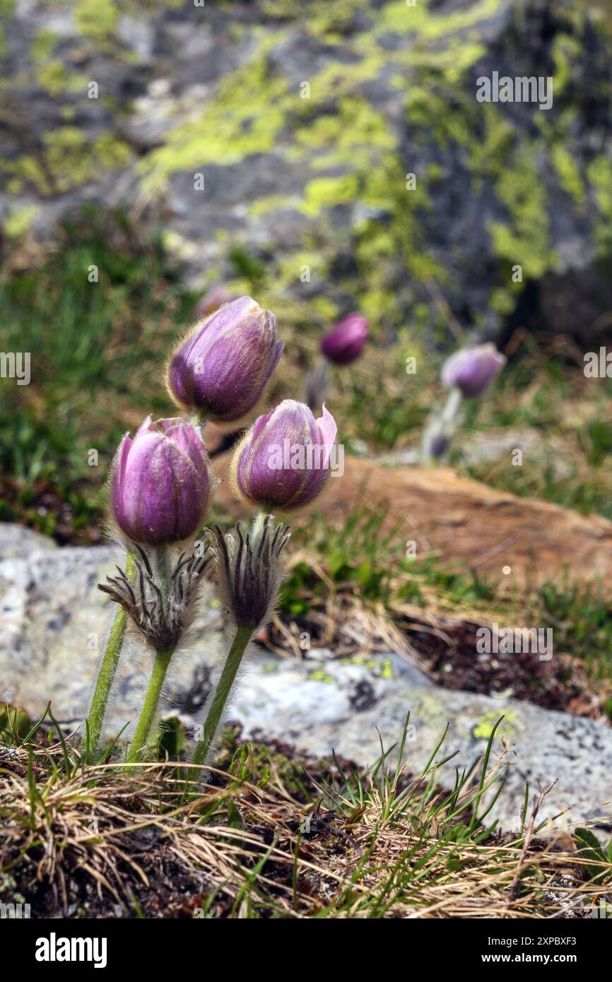 Pulsatilla vernalis sul monte Confinale. Gruppo Ortles-Cevedale. Valfurva. Valtellina. Lombardia. Alpi italiane. Europa. Foto Stock