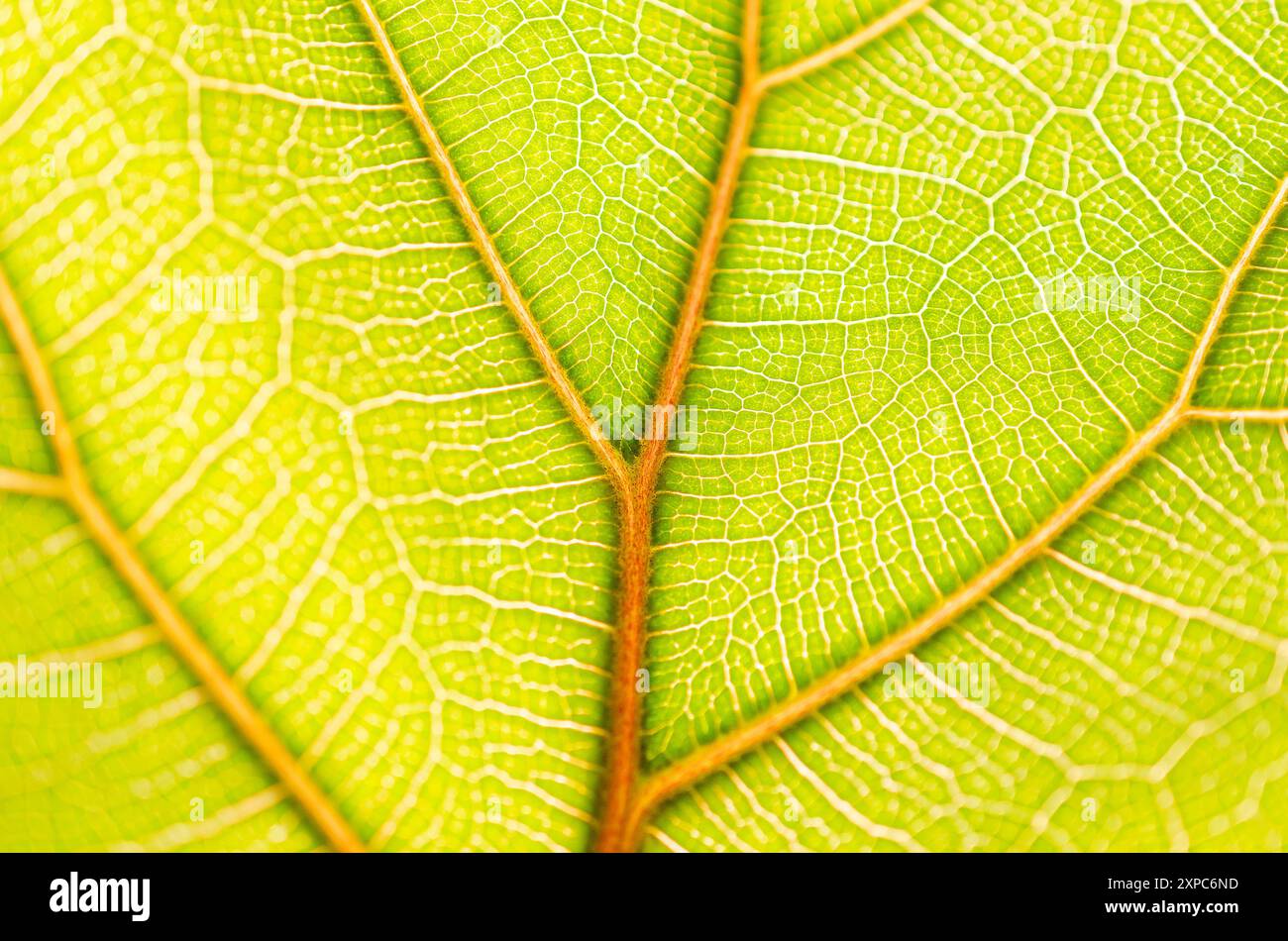Dettaglio di un nuovo congedo di un ficus pandurata. Foto Stock