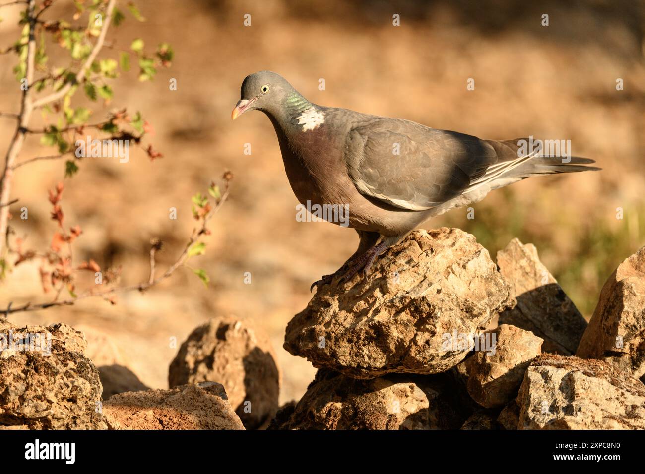 Wood Pigeon in piedi su Rocky Ground Foto Stock