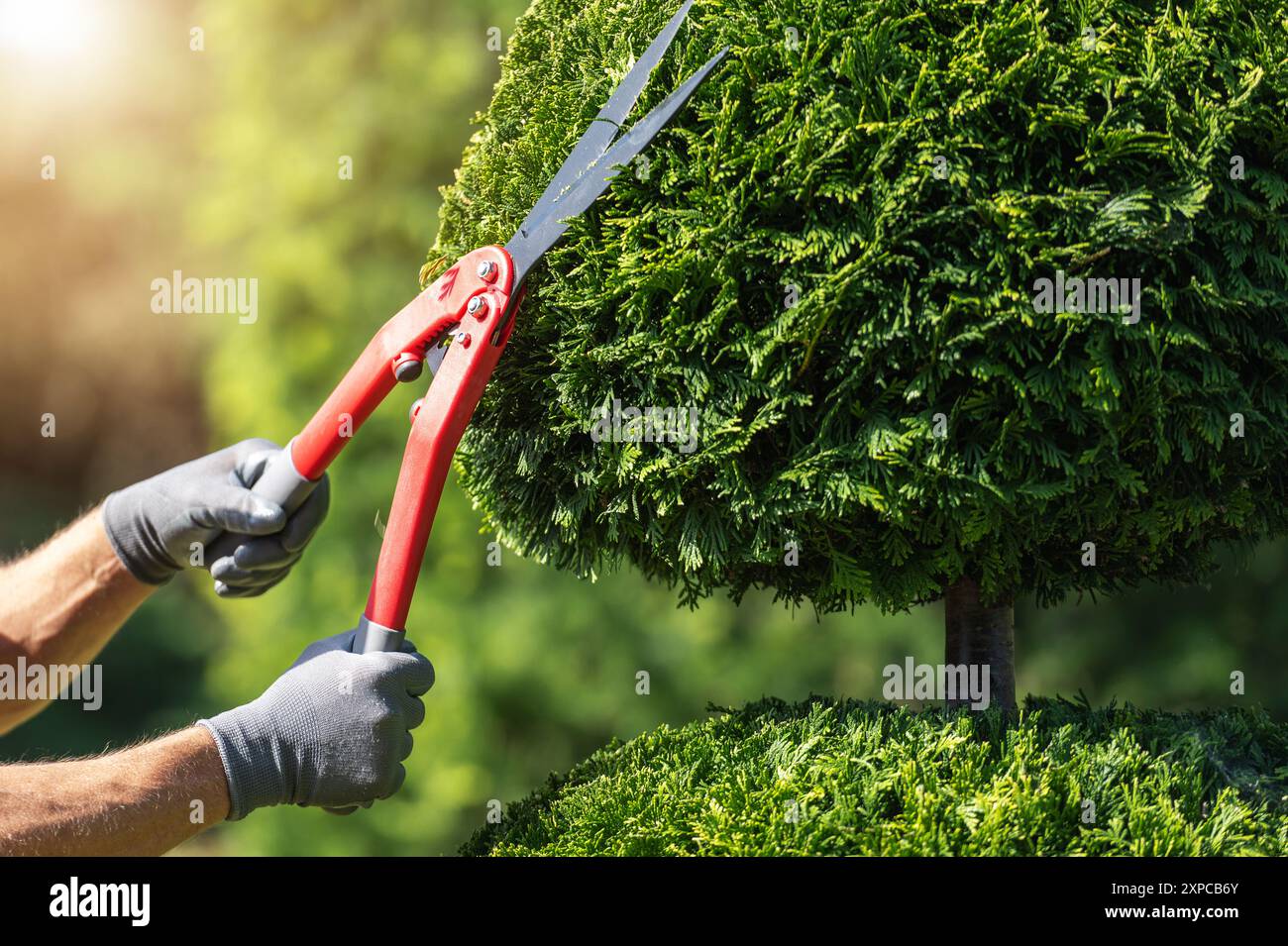 Un giardiniere rifinisce la parte superiore di una siepe verde dalla forma ordinata utilizzando grandi cesoie per potatura in un giardino soleggiato. Foto Stock