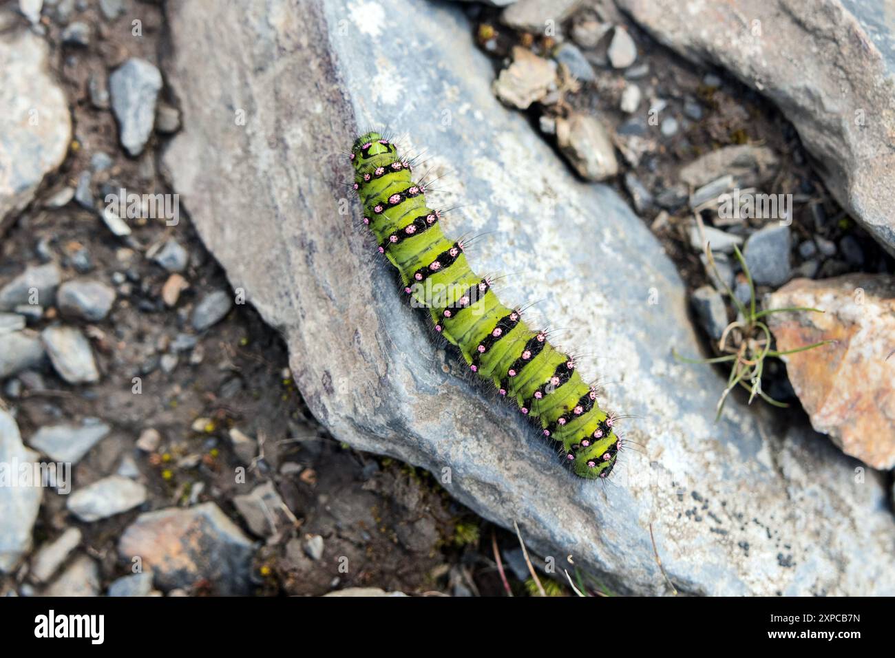 Emperor Moth caterpillar (Saturnia pavonia), Lake District, Cumbria, Regno Unito Foto Stock