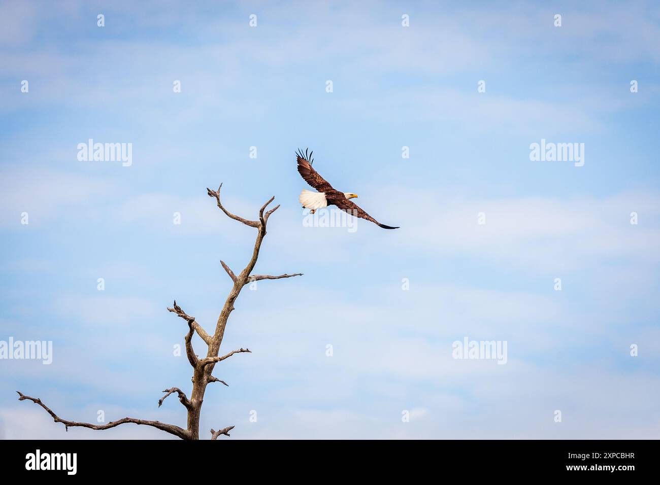Aquila calva che decolla un albero secco in una riserva naturale in Florida Foto Stock