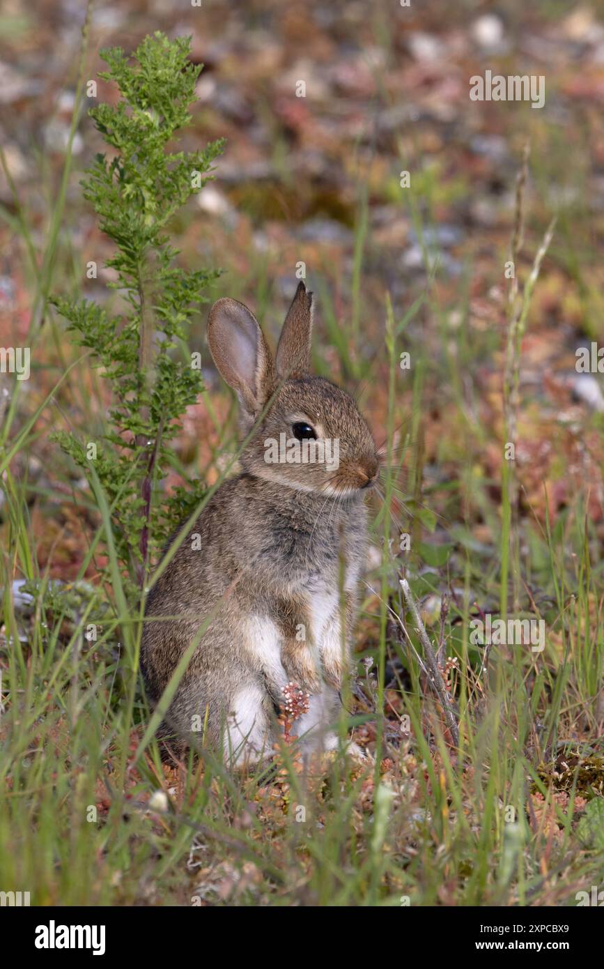 Coniglio (Oryctolagus cuniculus) bambino piccolo Norfolk giugno 2024 Foto Stock