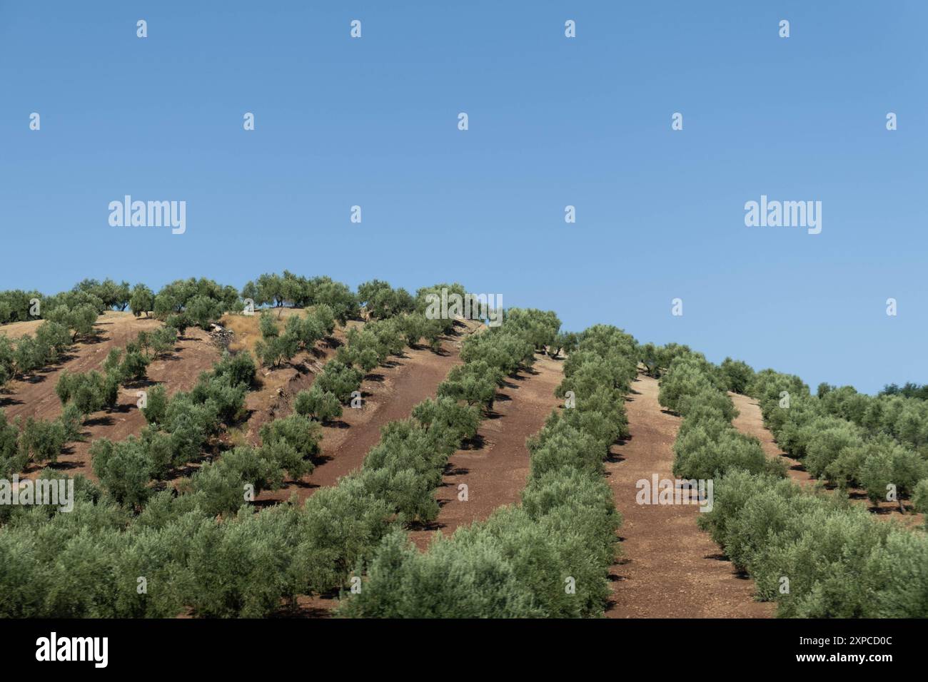 Vista prospettica degli ulivi piantati in linee perfette sul terreno arido. Produzione agricola di olio di oliva vergine e prodotti derivati a Jaen Foto Stock