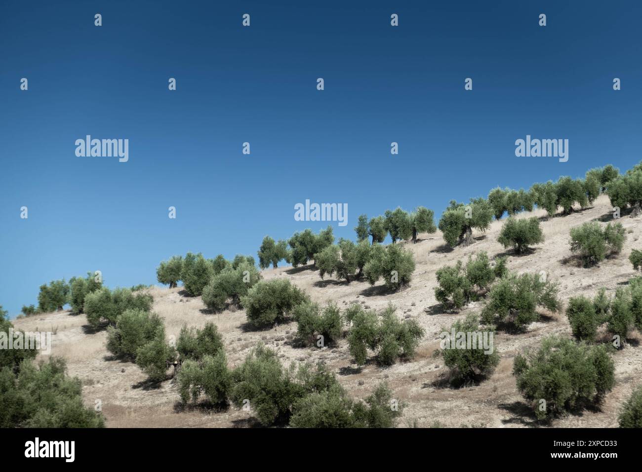 Filari di ulivi nella provincia di Jaen, Andalusia. Spagna. La terra è secca e il cielo è blu. Ecologico e naturale per produrre l'olio d'oliva Foto Stock