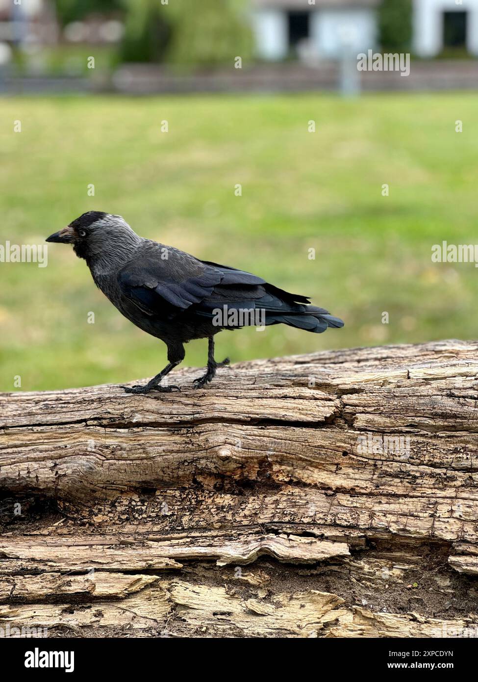 Un corvo nero cammina su un tronco caduto con l'erba sullo sfondo. Le eleganti piume del corvo e l'ambiente naturale creano un contrasto sorprendente Foto Stock