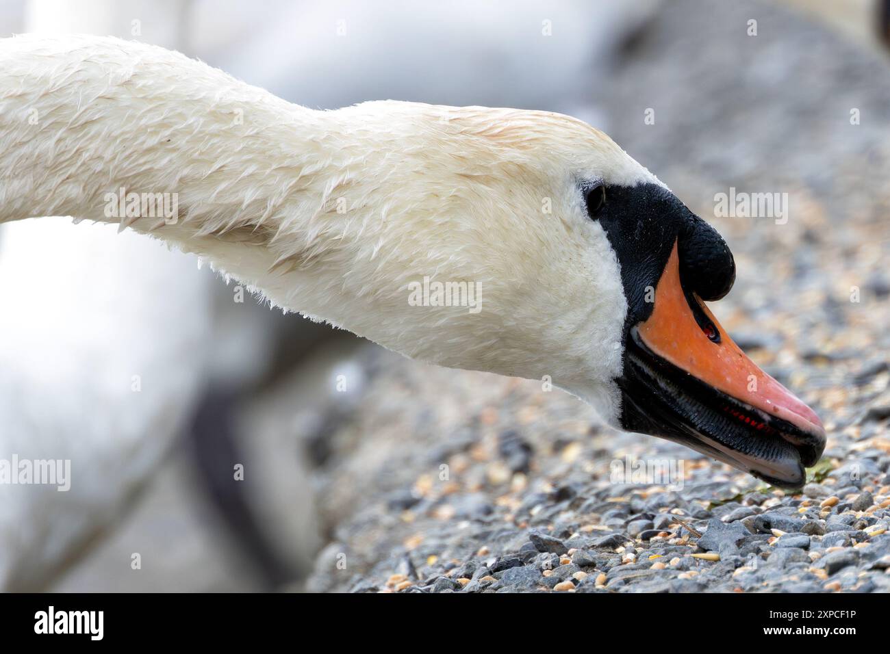 Un cigno bianco adulto (Cygnus olor) è stato osservato in Swords Demesne, Dublino. Il grazioso cigno, con le sue eleganti piume bianche e il lungo collo, aggiunge un tocco di eleganza Foto Stock