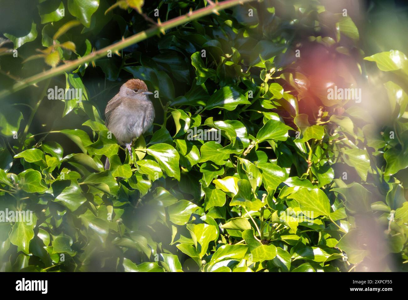 Un cappellino nero adulto (Sylvia atricapilla) è stato osservato nei National Botanic Gardens di Dublino. Il suo caratteristico cappuccio e la sua canzone melodica aggiungono fascino alle lu Foto Stock