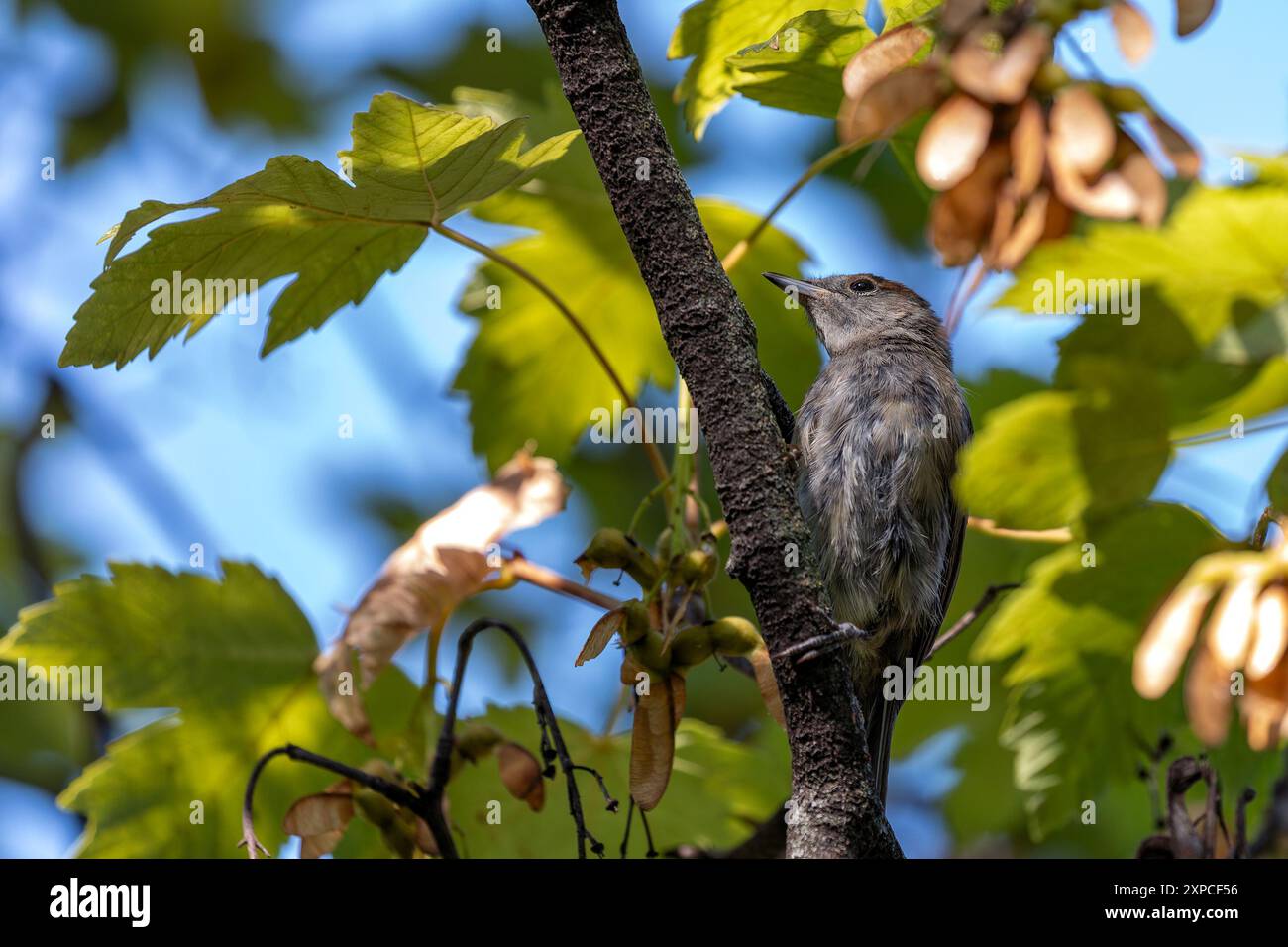 Un cappellino nero adulto (Sylvia atricapilla) è stato osservato nei National Botanic Gardens di Dublino. Il suo caratteristico cappuccio e la sua canzone melodica aggiungono fascino alle lu Foto Stock