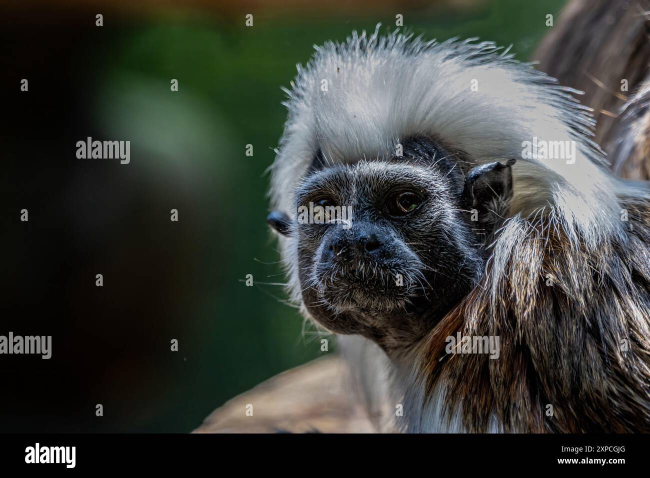 Tamarin allo zoo di Edimburgo in Scozia Foto Stock