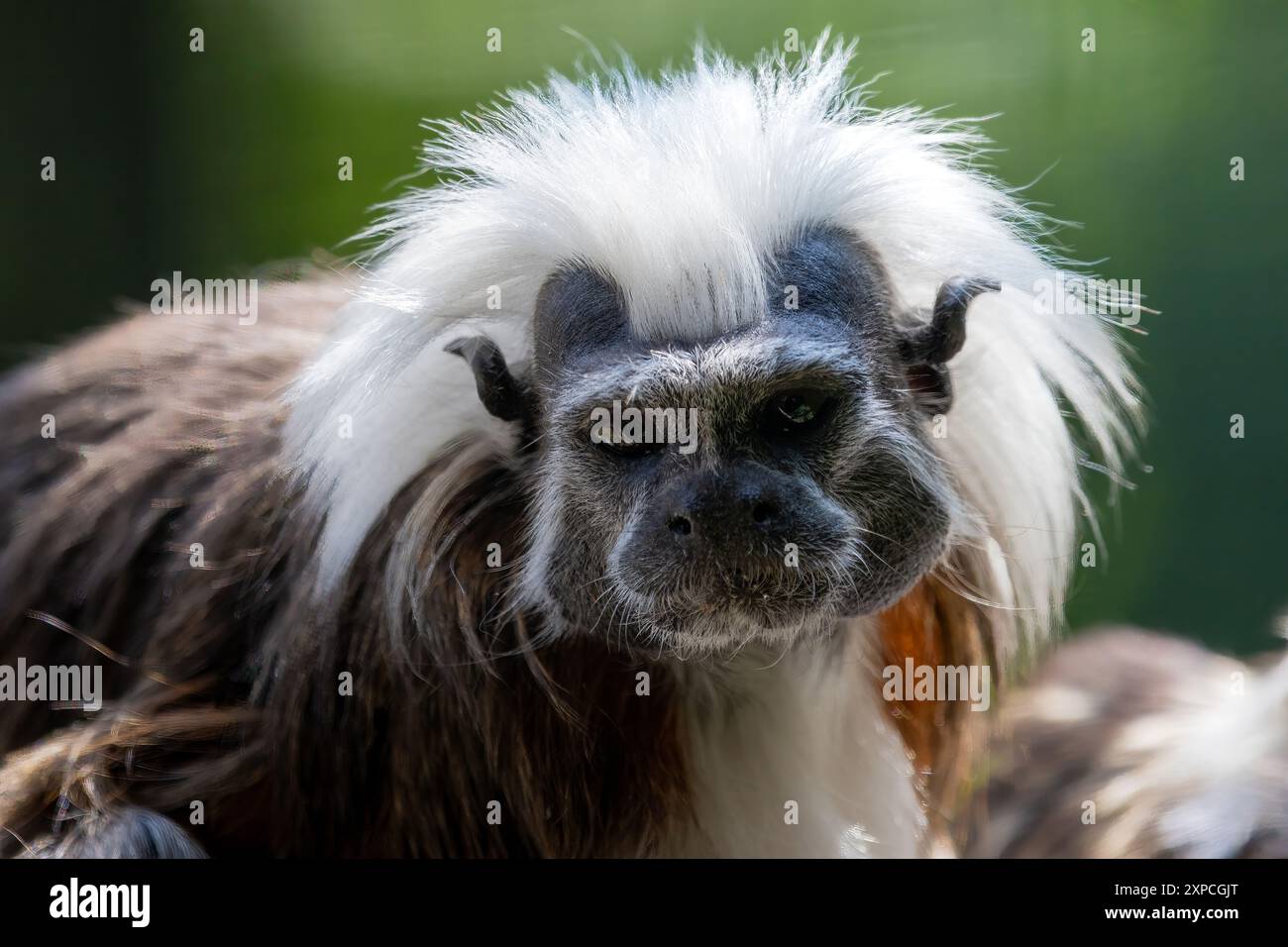 Tamarin allo zoo di Edimburgo in Scozia Foto Stock