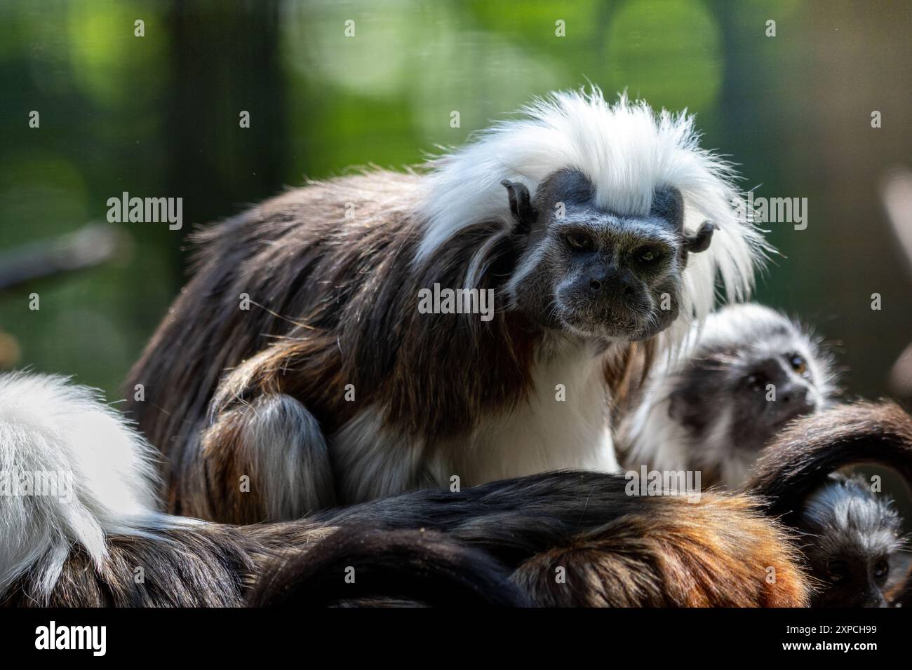 Tamarin allo zoo di Edimburgo in Scozia Foto Stock