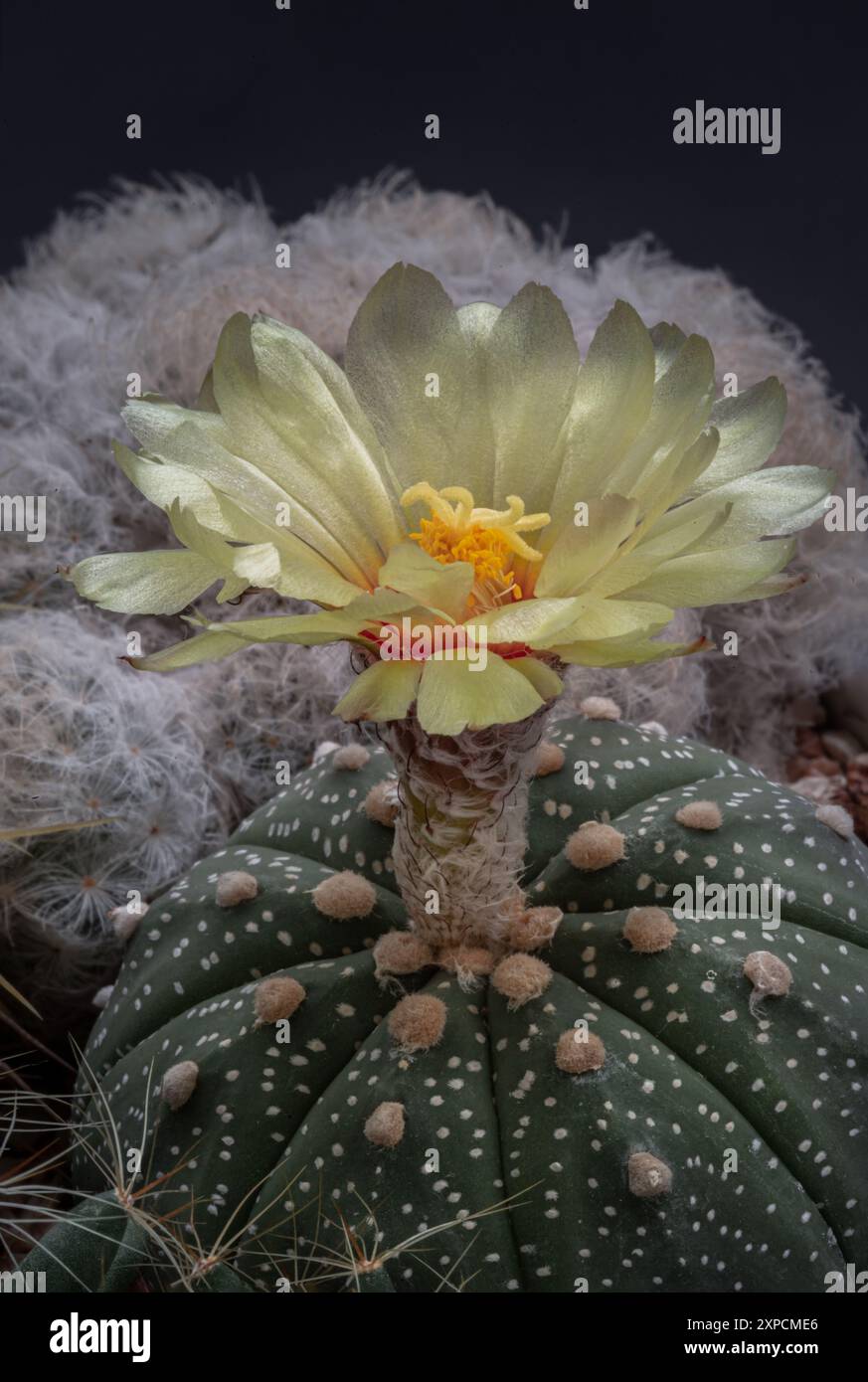 Il bellissimo fiore giallo di Astrophytum asterias (cactus Kabuto) sta fiorendo con Mammillaria Plumosa come sfondo. Specie di cactus del genere A. Foto Stock