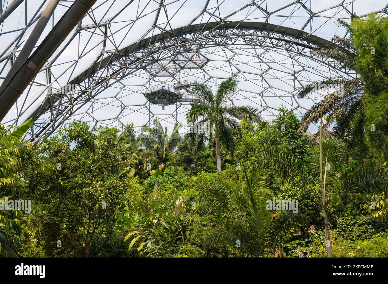 Interno del bioma della foresta pluviale che mostra la struttura esagonale in acciaio tubolare Eden Project Cornwall Inghilterra Regno Unito Foto Stock