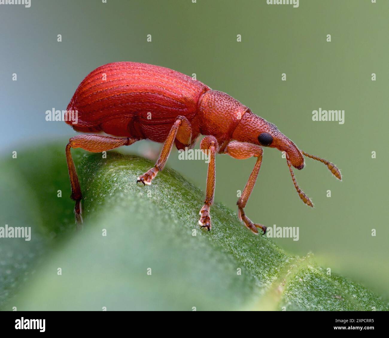 Apion sp Seed Weevil sulla foglia di ormeggio. Tipperary, Irlanda Foto Stock