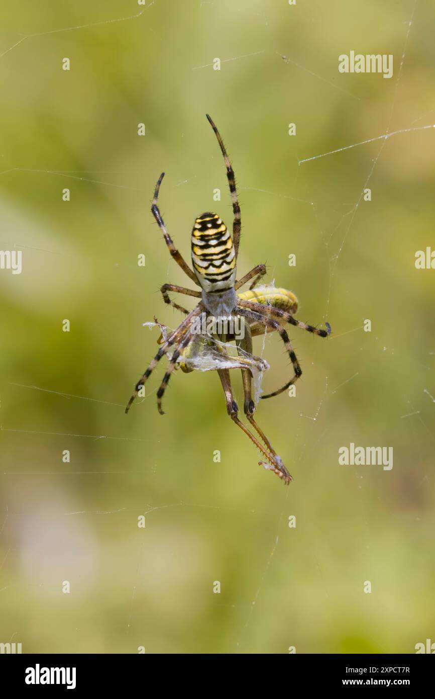 WASP Spider con preda al Wild Woodbury Dorset UK Foto Stock