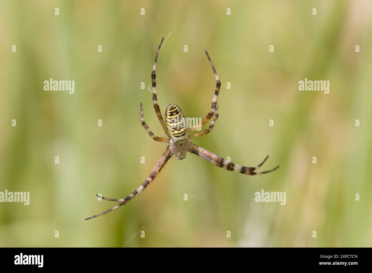 WASP Spider al Wild Woodbury Dorset UK Foto Stock