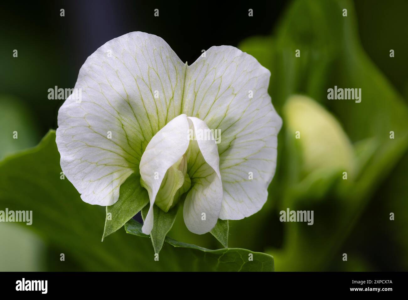 Fiore di pisello (mangetout) in un orto, Galles Foto Stock