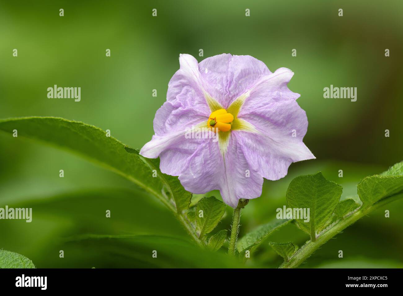 Fiore della pianta di patate. Varietà Charlotte. Foto Stock