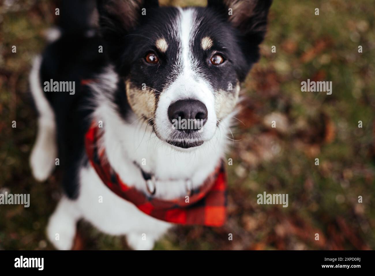 Il cane eccitato (mandriano lapponiano) guarda dritto nella fotocamera con una sciarpa intorno al collo. Foto Stock