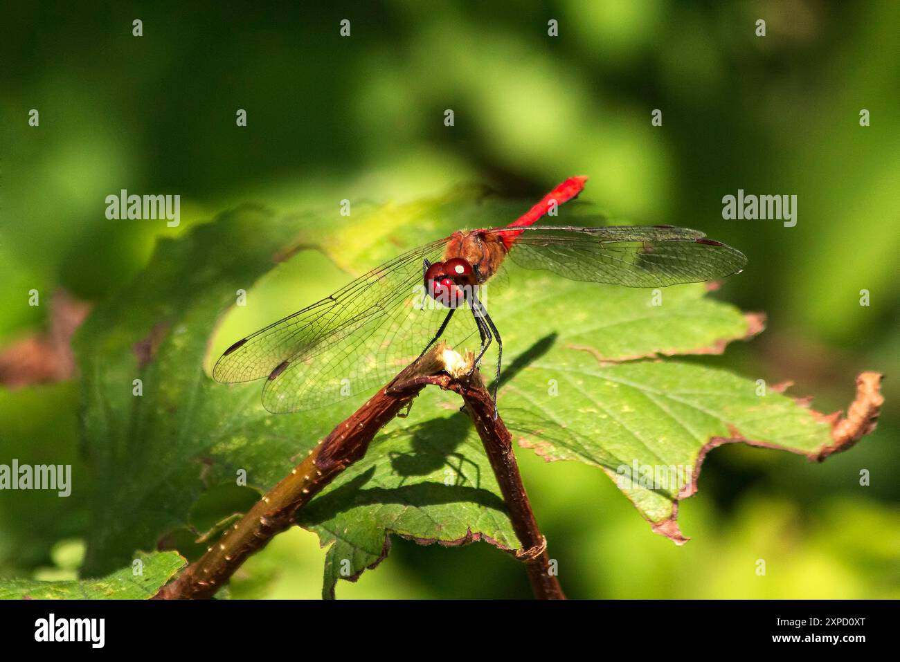 Sympetrum rubicundulum su un ramo di albero rotto Foto Stock