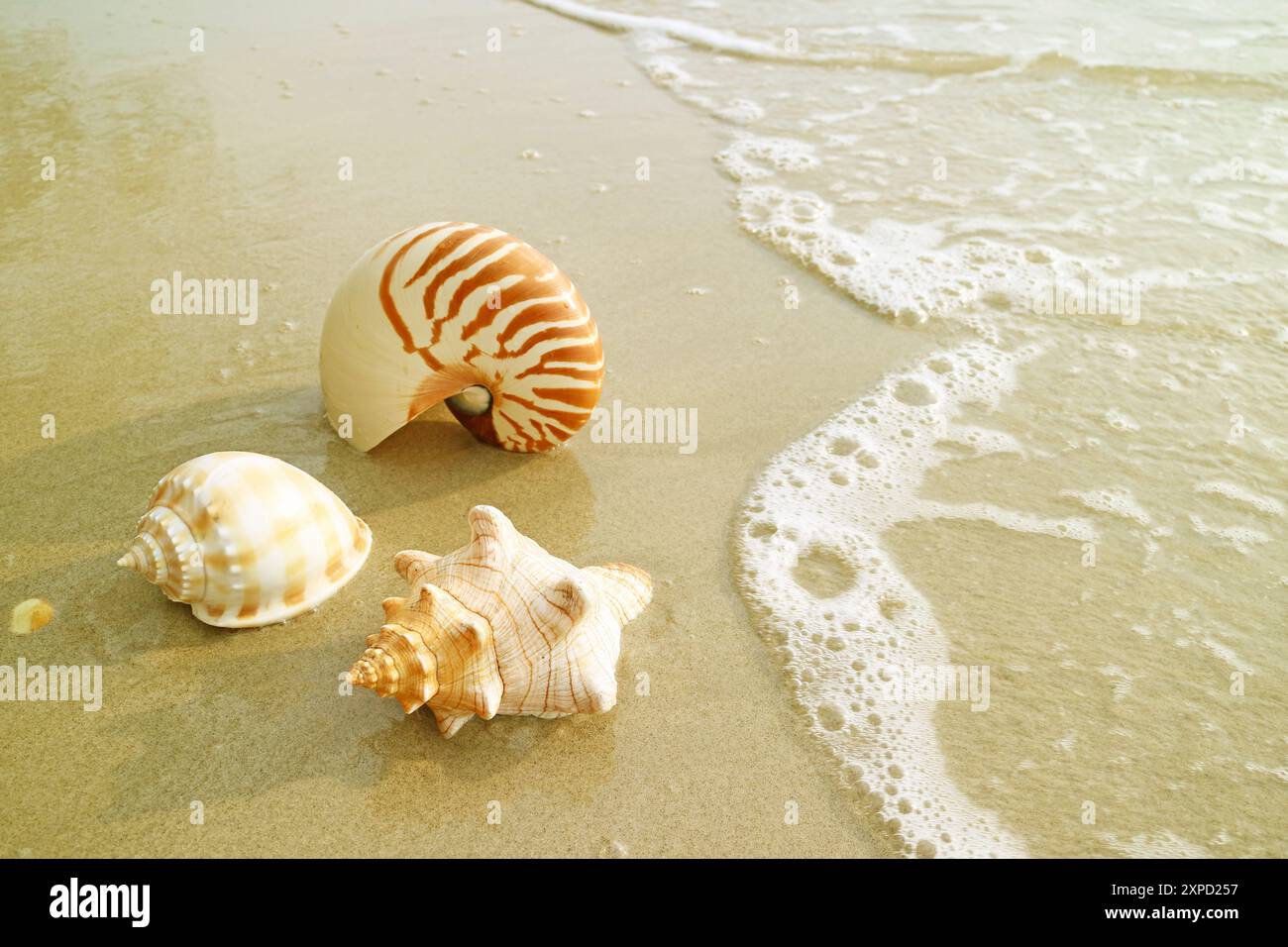 Gruppo di splendide conchiglie naturali sulla spiaggia con Shore Break Foto Stock