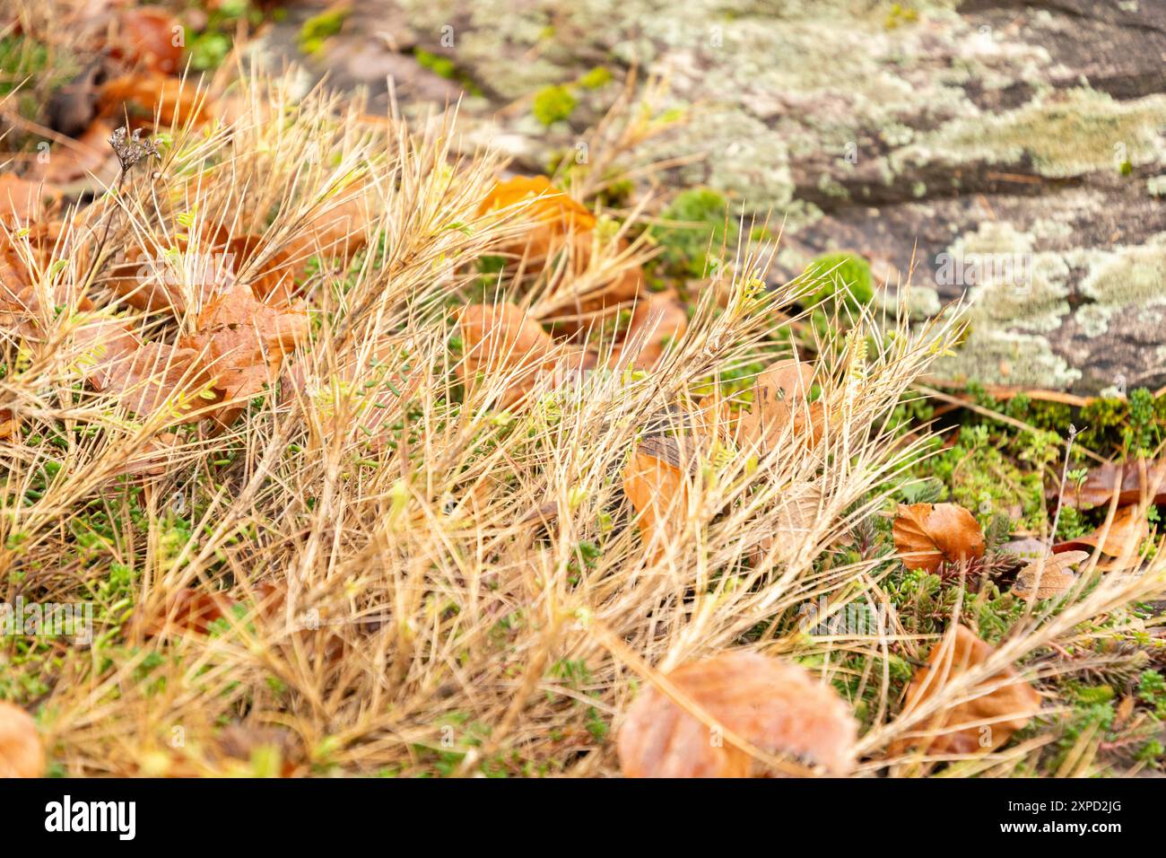 Zurigo, Svizzera, 5 gennaio 2024 Astragalus Sempervirens pianta presso il giardino botanico Foto Stock