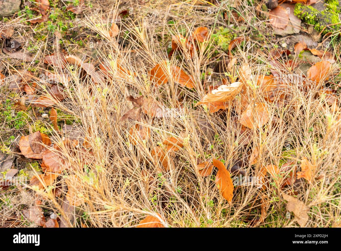 Zurigo, Svizzera, 5 gennaio 2024 Astragalus Sempervirens pianta presso il giardino botanico Foto Stock